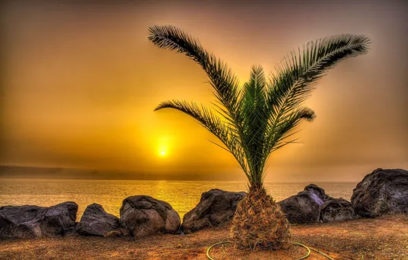 Picture the sun, sunset, palm trees