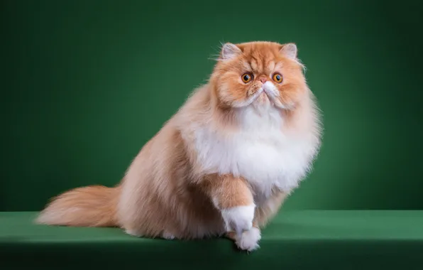 Picture cat, cat, look, face, pose, paws, fluffy, pers