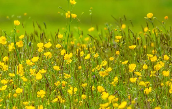 Field, grass, flowers, plant, meadow