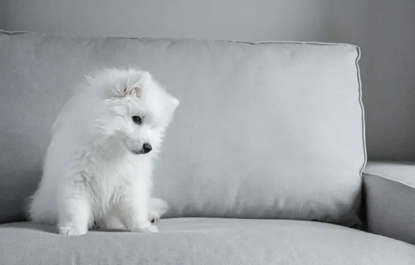 Sofa, puppy, Samoyed