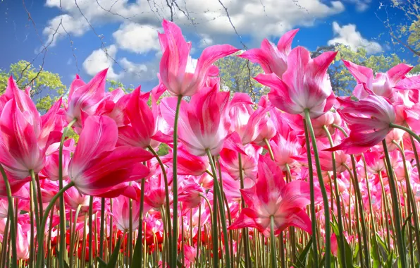 The sky, stems, tulips, pink, a lot