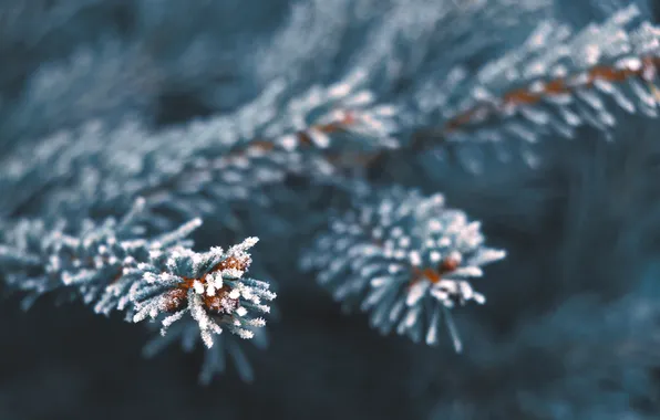 Spruce, twig, hoarfrost