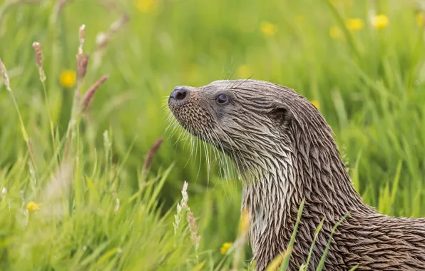 Picture grass, face, profile, otter, river