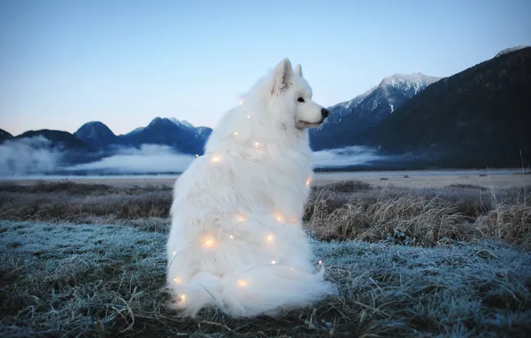 Look, pose, dog, face, Samoyed