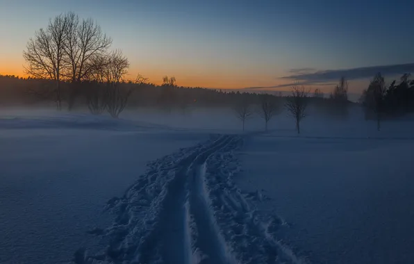 Winter, snow, trail, morning