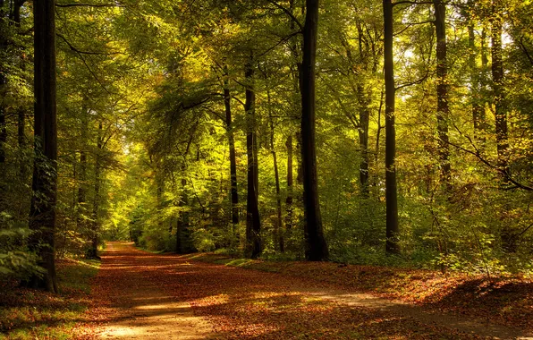 Picture road, autumn, trees, nature, foliage