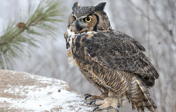 Snow, bird, long-eared owl
