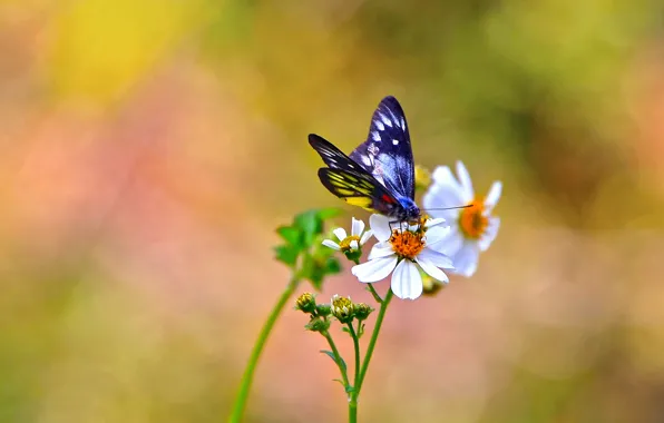 Flowers, background, butterfly, white, kosmeya