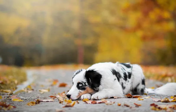 Road, sadness, autumn, look, leaves, nature, pose, Park