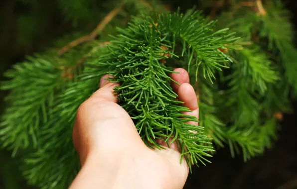 Needles, background, spruce, hands