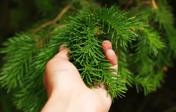 Needles, background, hand, spruce
