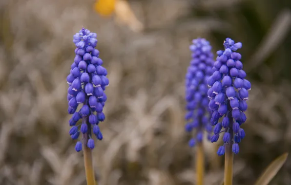 Picture purple, macro, flowers, spring, bells, lilac
