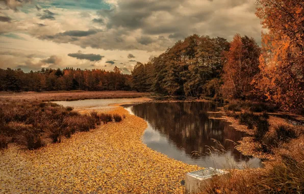 Forest, trees, lake, pond, shore, foliage, pond, overgrown