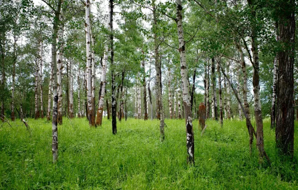 Picture forest, grass, birch