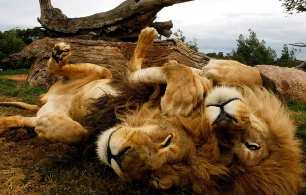 Picture Savannah, lions, lazy