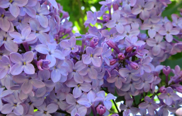 Picture flowers, lilac, spring 2018, Mamala ©