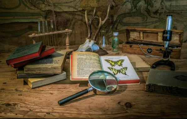 Butterfly, table, books, skull, horns, still life, bulb, magnifier