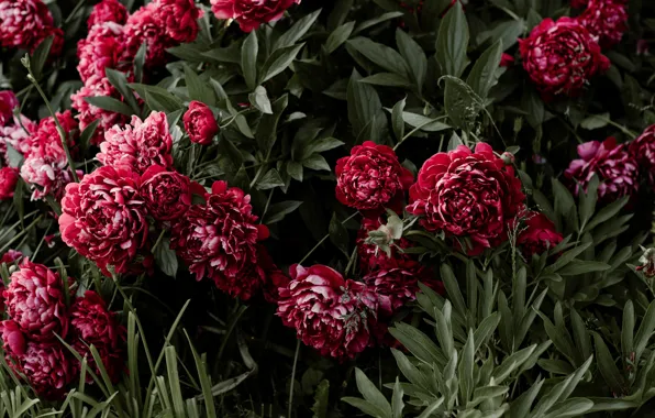 Leaves, flowers, buds, peonies, peony, lipesti