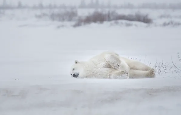 Picture winter, snow, sleep, Polar bear, Polar bear, sleep