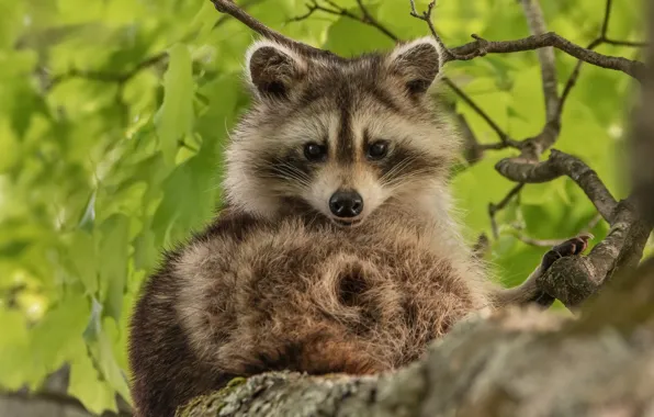 Leaves, branches, nature, tree, animal, raccoon