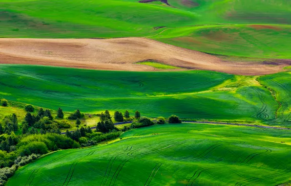 Road, field, grass, trees, nature, hills, panorama