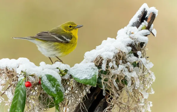 Winter, frost, leaves, snow, berries, background, bird, ice