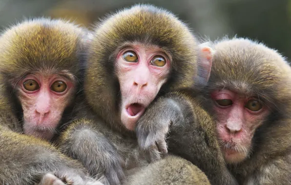 Picture monkey, nature, look, group of animals, three brown primates