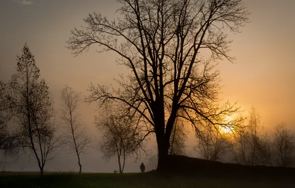 Picture the sun, trees, sunset, fog, people, The evening, dog, walk