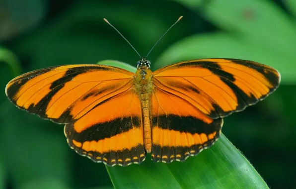 Leaves, microsemi, butterfly, wings, insect, beautiful, closeup