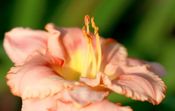 Picture macro, flowers, nature, plants, stamens, daylilies