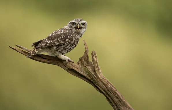 Picture nature, bird, Little Owl