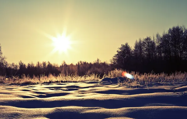 Winter, the sun, snow, trees, nature, the snow