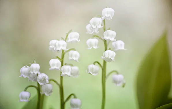 Picture background, blur, Lily of the valley