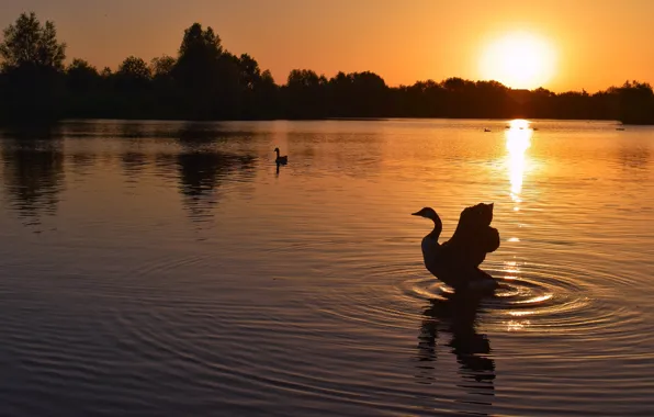 The sky, water, the sun, sunset, birds, reflection, bird, shore