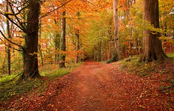 Road, autumn, forest, leaves, trees