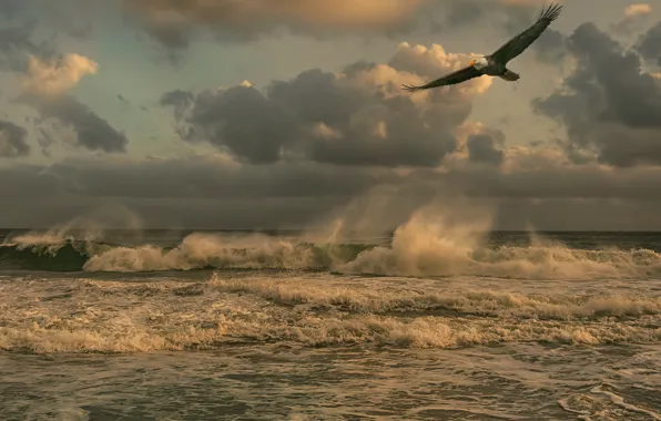 Sea, wave, the sky, element, eagle
