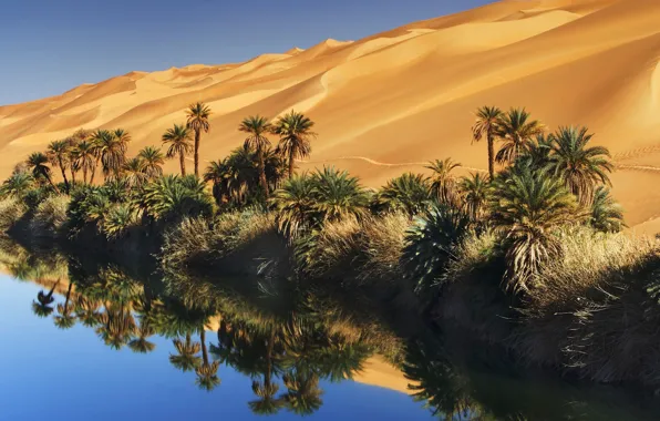 Picture sand, the sky, water, palm trees, desert, oasis