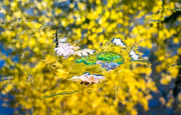 Picture autumn, leaves, water, reflection, bokeh