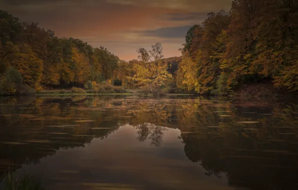 Autumn, water, clouds, trees, lake, pond, reflection, overcast