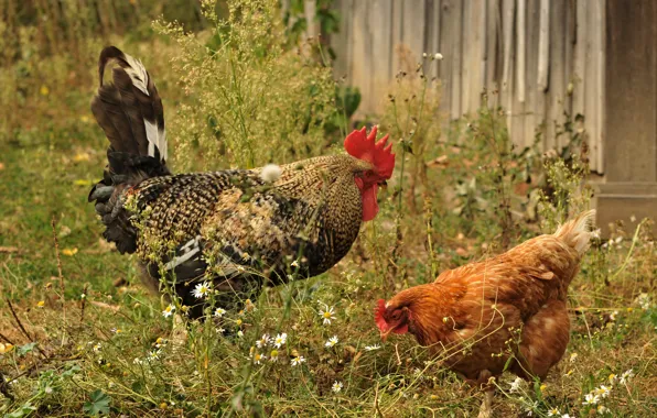Flowers, birds, vegetation, the fence, chamomile, chicken, yard, pair