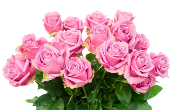 Roses, bouquet, pink, flowers, roses, pink roses