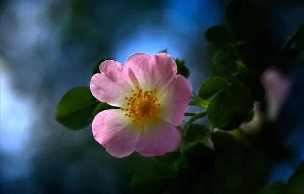 Picture flower, leaves, macro, nature, branch, briar