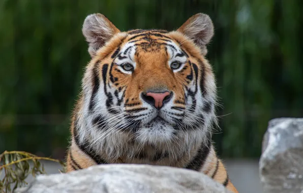 Picture look, face, tiger, stones, background, portrait