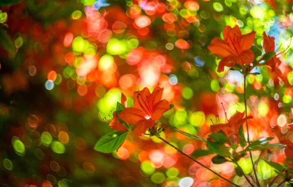 Picture greens, leaves, flowers, red, background, blur, spring, flowering