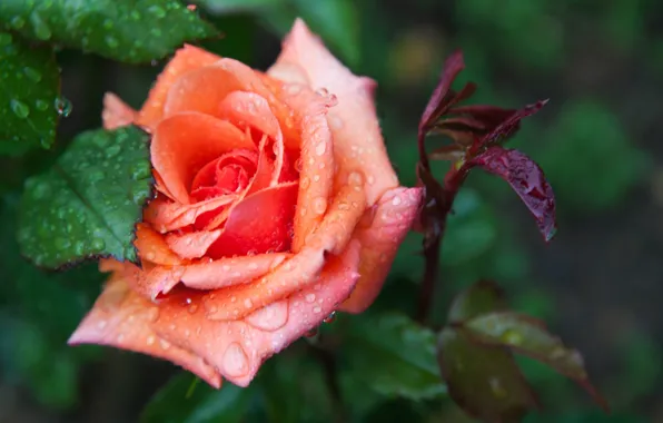 Picture flower, leaves, water, drops, macro, rose