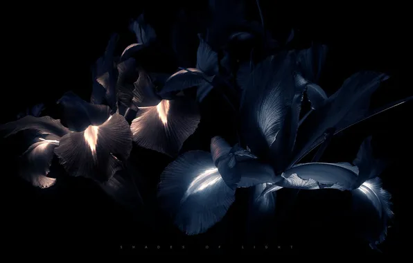 Picture flowers, black, Irises