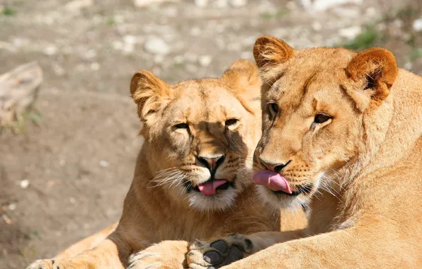 Picture Leo, pair, lions