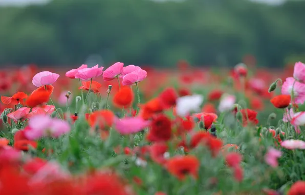 Field, flowers, Maki, meadow