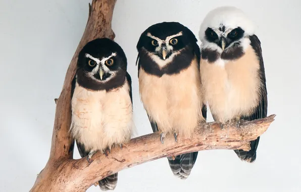 Birds, three, owls, three