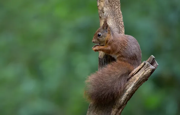 Green, background, tree, protein, rodent, bitch